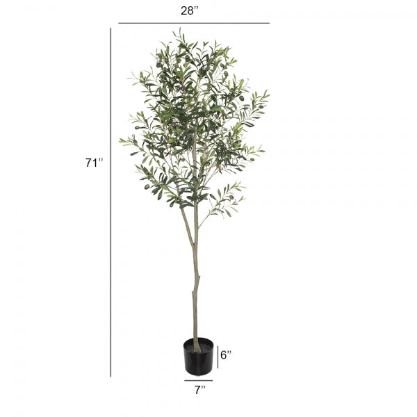 71" Olive tree