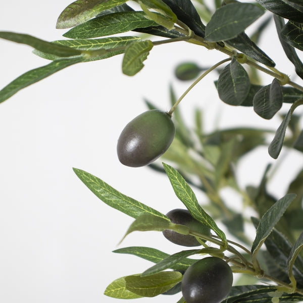 71" Olive tree