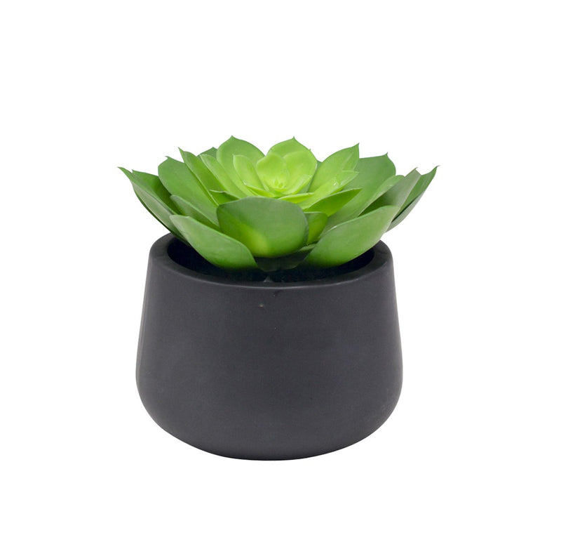 Orostachys Succulent in a Round Black Pot