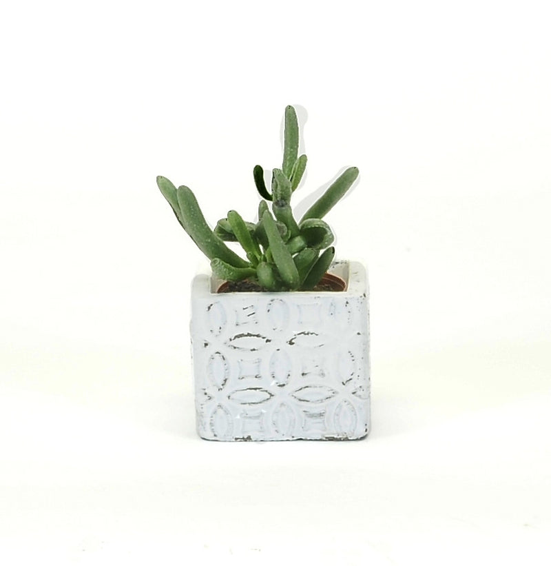 Antique White Concrete Mini Plant Pot