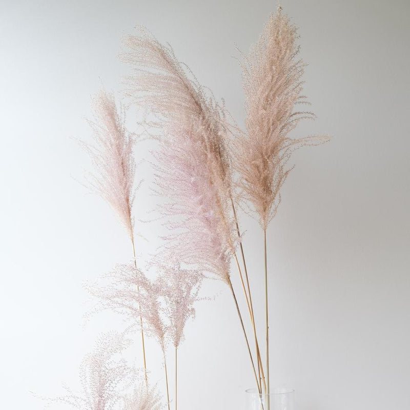 Dried Maiden Grass Miscanthus