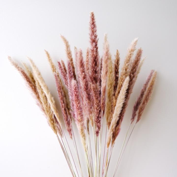 Mini Pampas Grass