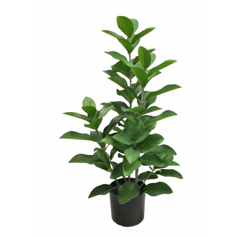 Cudrania Tricuspidata Plant