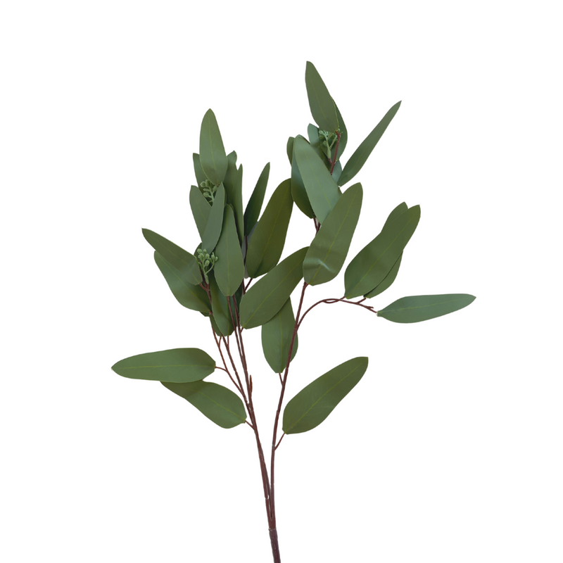 Eucalyptus Branch