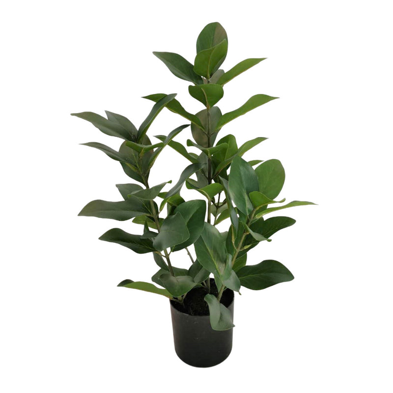 20" Plant