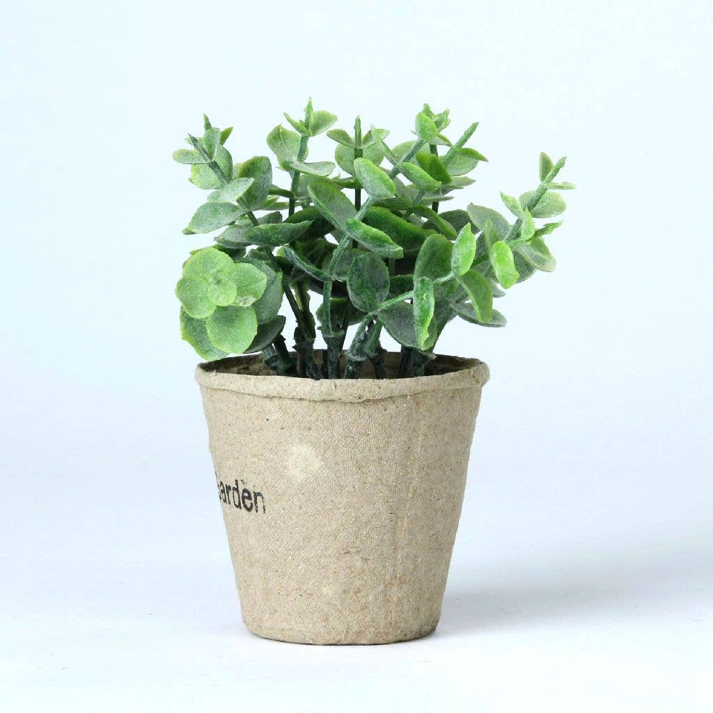 Garden Succulent