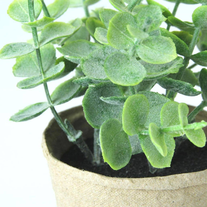 Garden Succulent
