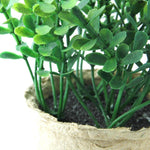 Garden Potted Herb