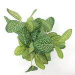 Garden Plant