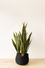 Potted Artificial Snake Plant 27"