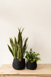 Potted Artificial Snake Plant 27"