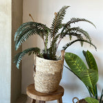 Potted Fern