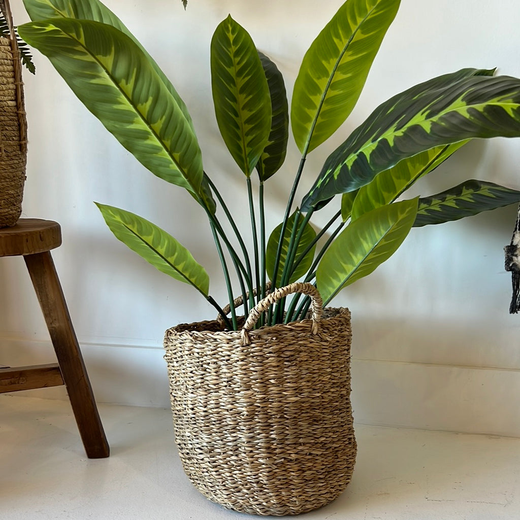 3' Green Plant